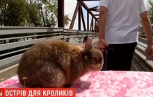 Остров для кроликов: 16-летний американец потратил 100 тысяч долларов на место релакса для своих любимцев (видео)