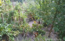 В Днепре мужчина на огороде возле дома вырастил более 30 кустов конопли (фото)