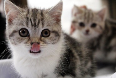 Які кольори можуть бачити коти: експерти пояснили всі особливості зору вашого улюбленця