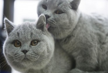 Найдоброзичливіші: 10 котячих порід, які добре ладнають з іншими кішками в домі