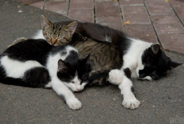 У США жінка від домашніх котів інфікувалася рідкісною формою чуми