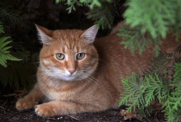 Знают ли коты свои имена: эксперты дали неожиданный ответ