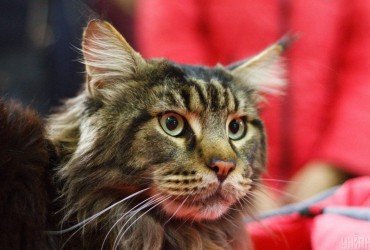 Почему коты мурлыкают: ветеринар назвала 5 причин