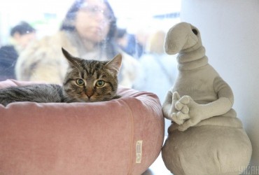 Почему кот кусает своего хозяина: ветеринар назвала 8 самых распространенных причин