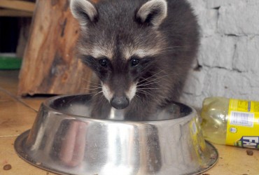 Российская пропагандистка призналась, что во время побега из Херсона оккупанты украли енота: сеть взорвалась шутками