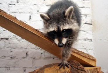 Привели малюків: росіяни хваляться вкраденими з Херсона єнотами (відео)