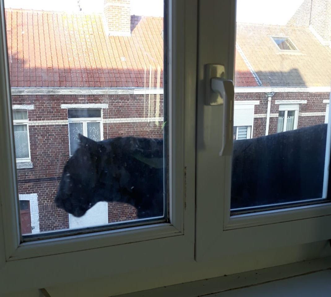 Черная кошка ходила по карнизу второго этажа жилого дома / фото twitter.com/antonbundle Черная кошка ходила по карнизу второго этажа жилого дома / фото twitter.com/antonbundle