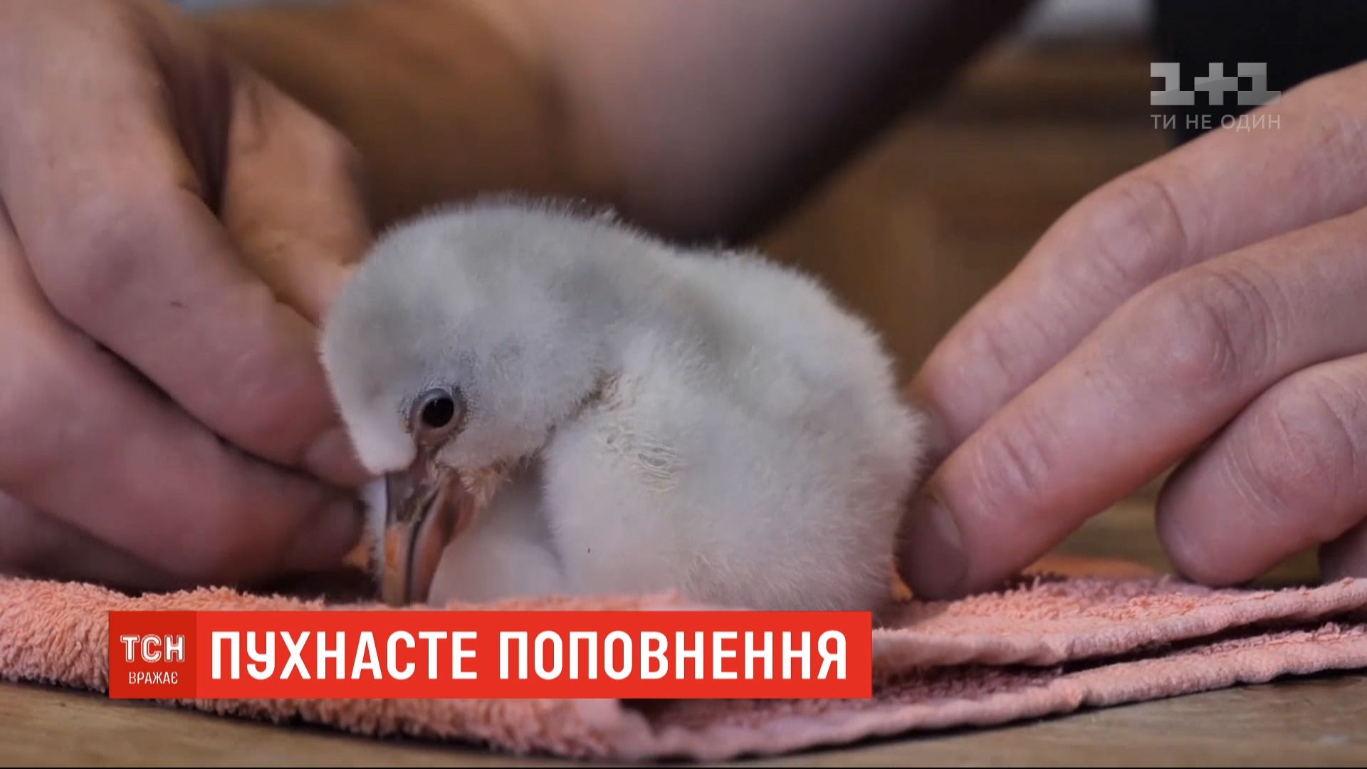 Пташеня народилося кілька тижнів тому з вагою у лише 50 грамів / скріншот Пташеня народилося кілька тижнів тому з вагою у лише 50 грамів / скріншот