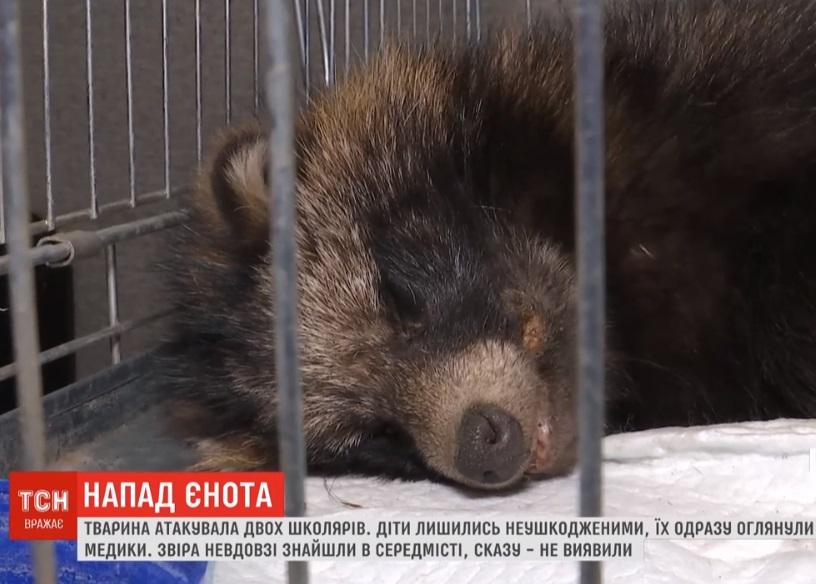 В Золотоноше поймали раненого енота / Скриншот - ТСН В Золотоноше поймали раненого енота / Скриншот - ТСН