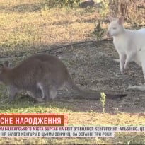 В болгарском зоопарке родился редкий кенгуренок-альбинос (видео)