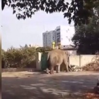 В Харькове выгуливали слона (видео)