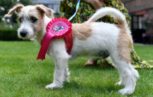 Борис Джонсон завел себе щенка (фото)
