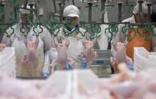 Норкові ферми заплатили за відходи птахофабрик і рибзаводів 225 мільйонів гривень