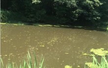 На Житомирщине экологи зафиксировали массовую гибель рыбы в реке Хомора (фото)