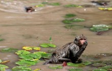 Селфі з дикими тваринами викликає у них стрес – учені