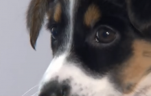 У Польщі з’явився перший притулок для хворих собак (відео)