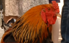 Має право: у Франції суд дозволив кукурікати півню, на якого скаржилися сусіди (відео)