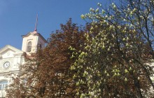 Восприняли осень за псевдовесну: в Чернигове массово зацвели каштаны