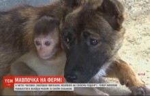Китаєць взяв на виховання мавпеня, яке знайшов пораненим на своєму подвір'ї (відео)