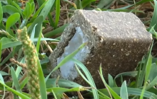 Воздушная вакцинация: в Украине с самолетов разбрасывают приманки с вакциной для животных от бешенства (видео)