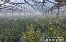 На Прикарпатті місцевий житель виростив марихуани на 50 мільйонів євро (фото, відео)