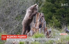 Рідкість у дикій природі: ведмедиця прогулювалась по лісу із п'ятьма малятами (відео)