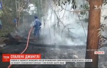 Через пожежі в Індонезії суматранські орангутани втрачають місця свого проживання (відео)