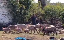 Лови свиней: в селе на Полтавщине наняли профессиональных ловцов, чтобы поймать свиней-вредителей (видео)