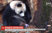 В Китае панда родила двух детенышей в дикой природе (видео)