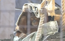 Утеплюються, як можуть: у зоопарку показали, як звірі зустрічають перші холоди (відео)