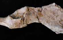 Учений виявив останки найдавнішого предка людини прямоходячої (фото)