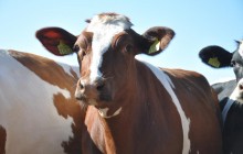 «Укрлендфармінг»: тваринництво в Україні має серйозні перспективи розвитк