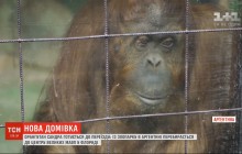 "Интересуется только едой": впавшей в депрессию орангутану Сандре нашли новый дом (видео)