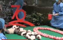 Пухнаста сімка: у Китаї показали дитинчат гігантських панд (відео)