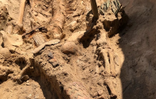 Археологи раскопали уникальное захоронение скифского воина на Запорожье (фоторепортаж)