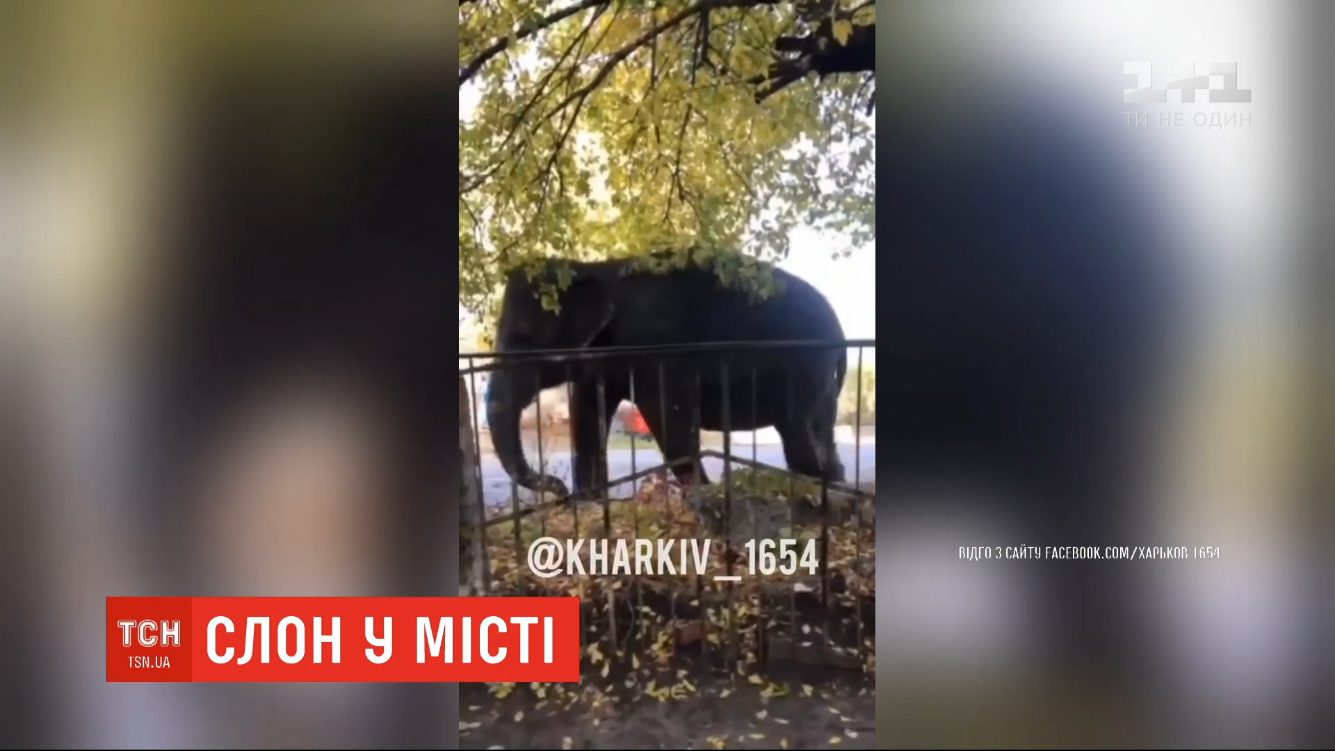 На кадрах из соцсетей видно, как Тич дергает хоботом металлический забор / скриншот На кадрах из соцсетей видно, как Тич дергает хоботом металлический забор / скриншот