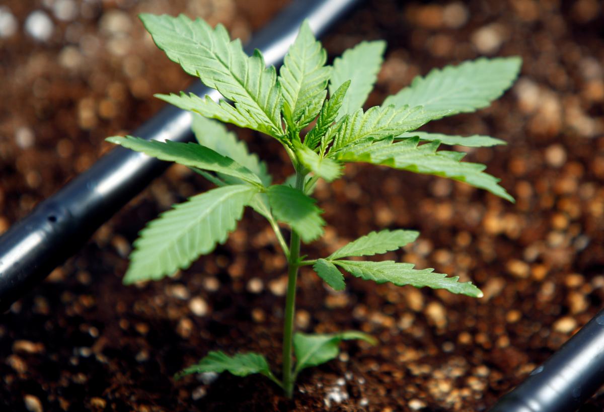 Marijuana in Ukraine will be grown with a barcode on each bush / photo REUTERS