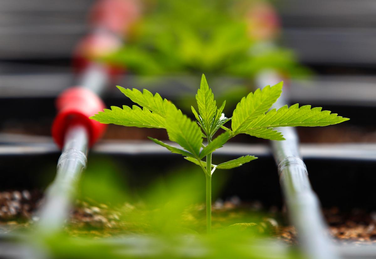 В Нью-Джерси и Аризоне одобрили меры по легализации марихуаны для рекреационного использования / фото REUTERS