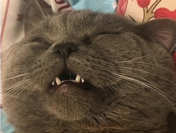 Чтобы восстановить силы, коту поставили капельницу с глюкозой / nzherald.co.nz