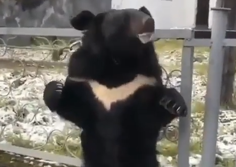 За словами чиновниці, люди самі попросили "показати ведмедя ближче" / скріншот