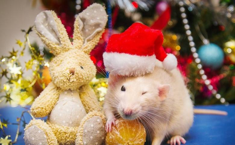 З'явився гороскоп на рік Щура / rsute.ru