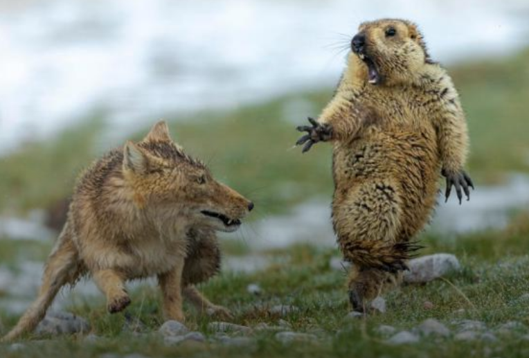 Лисицу и сурка сфотографировали за секунду до начала смертельной схватки / Forbes