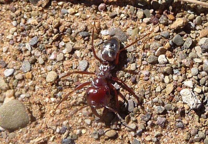 Комахи виду Myrmecina graminicola вміють перетворюватися в кулі і котитися геть / Flickr/gailhampshire Комахи виду Myrmecina graminicola вміють перетворюватися в кулі і котитися геть / Flickr/gailhampshire
