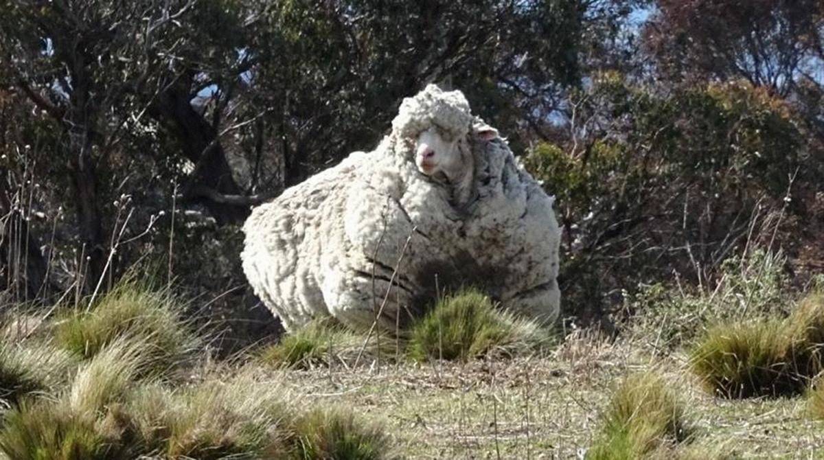Овца по имени Крис / REUTERS