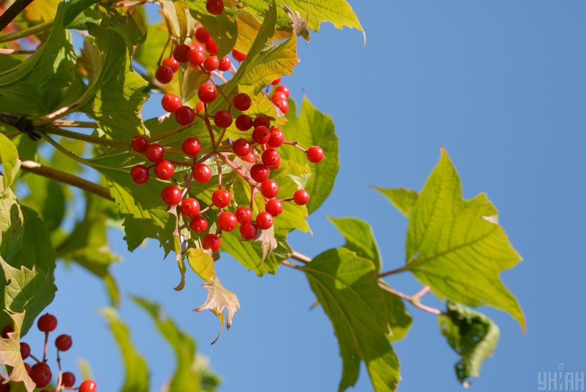 13Фото УНІАН