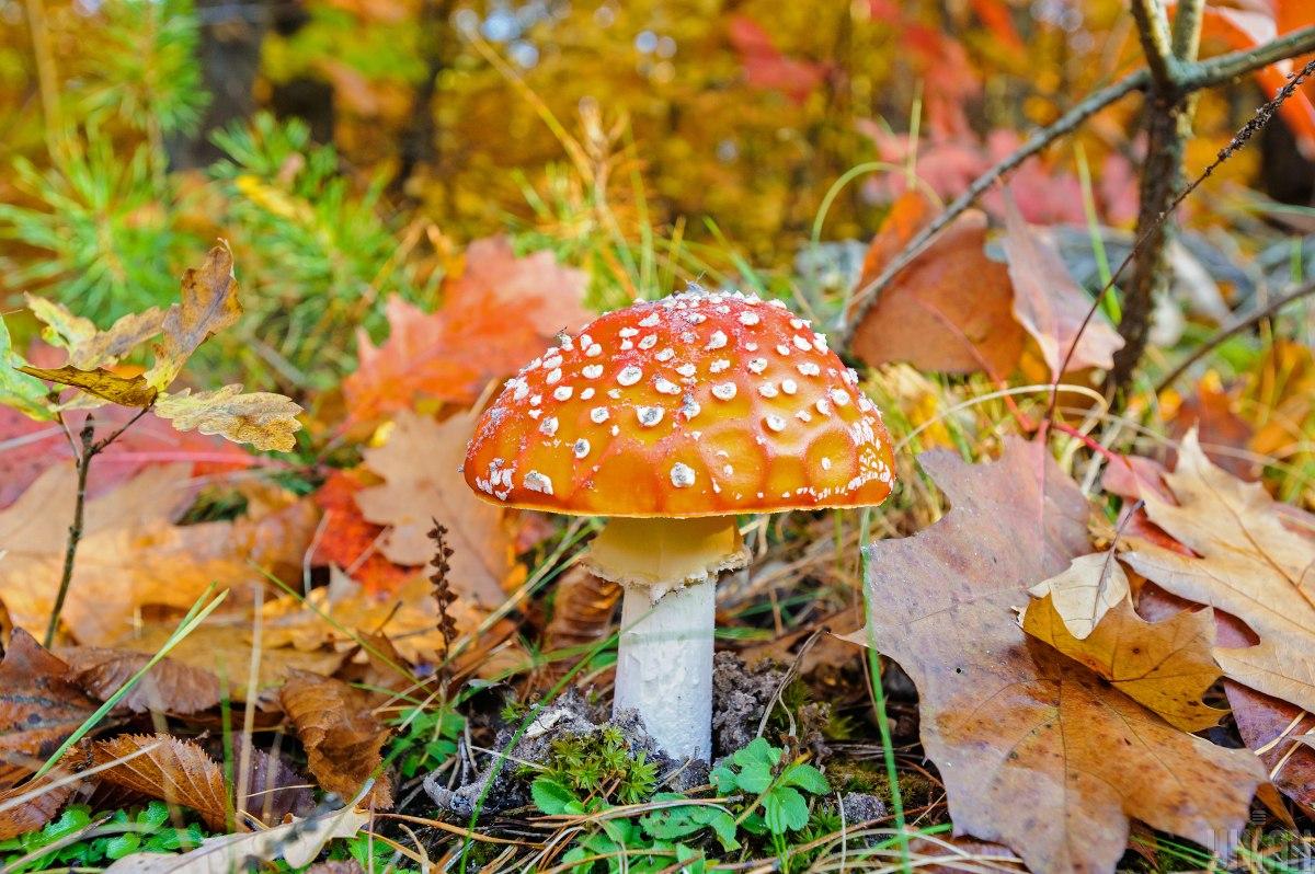 Погода сегодня / Фото УНИАН Погода сегодня / Фото УНИАН