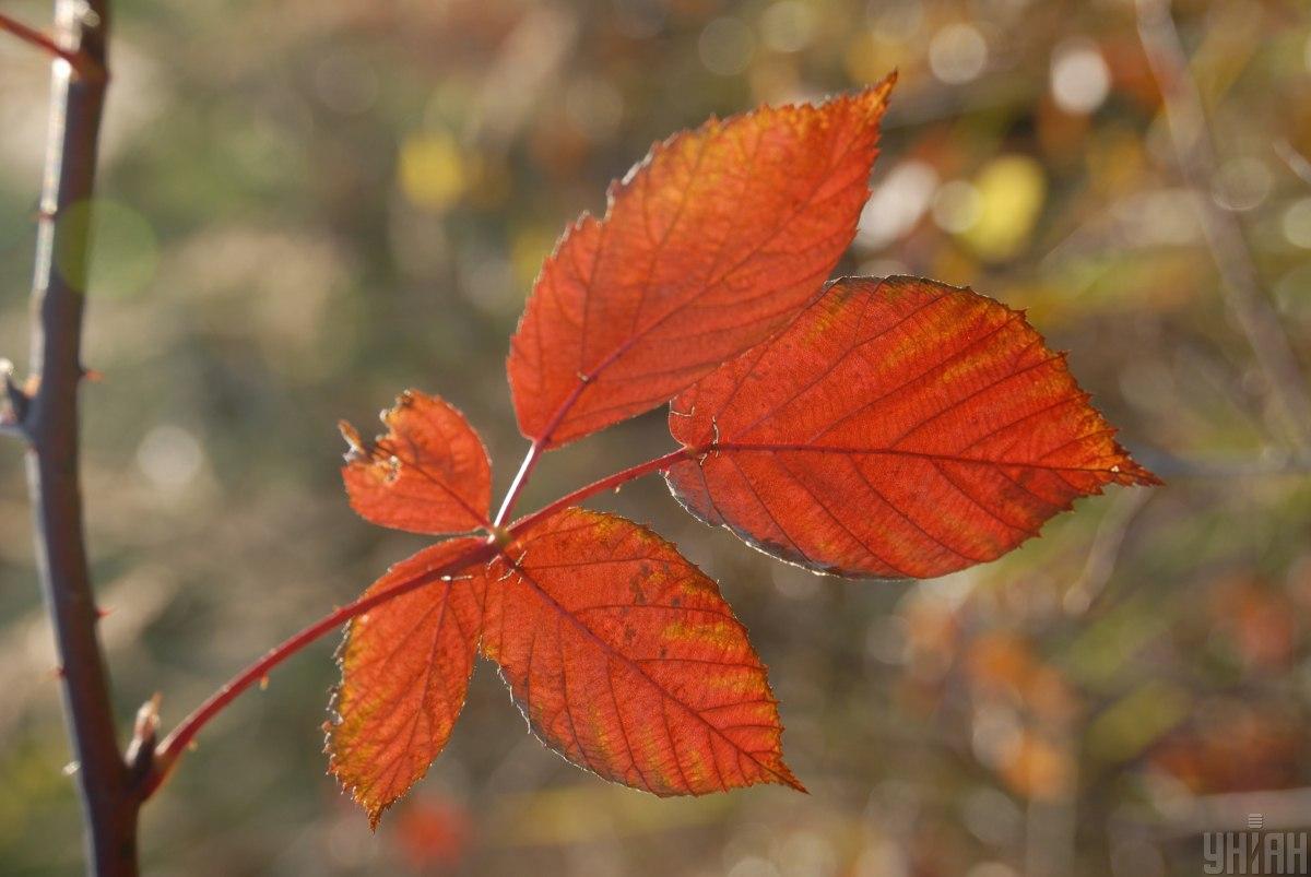 До кінця тижня в Україні буде сухо / Фото УНІАН