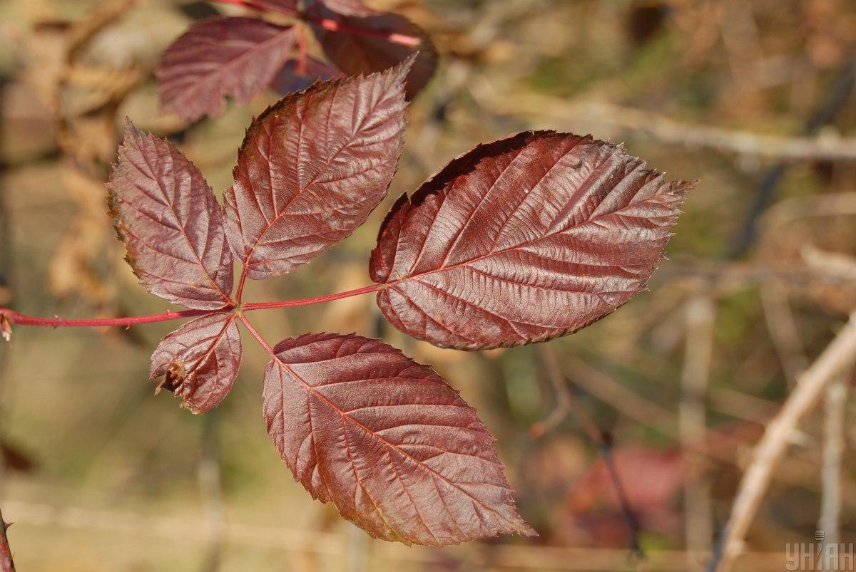 У більшості областей завтра без опадів / Фото УНІАН