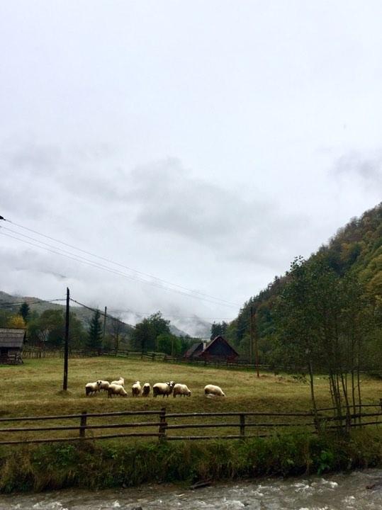Овцы пасутся в любую погоду - неподалеку Сибиу / Фото Дарья Мацкевич