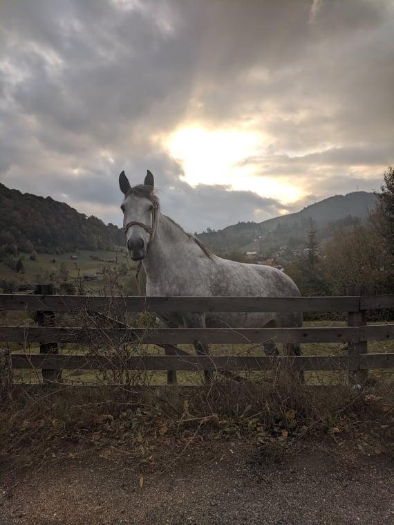 Одинокая лошадь неподалеку от Брашова / Фото Евгений Матюшенко